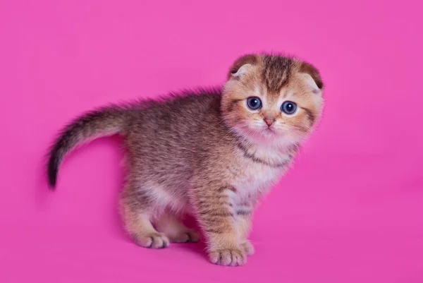 Pequeno Escocês Dobra Gatinho — Fotografia de Stock