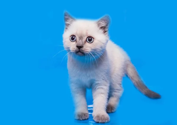 Kitten Scottish Straight White — Stock Photo, Image