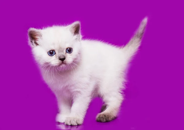 Szkocki Prosty Biały Kotek — Zdjęcie stockowe
