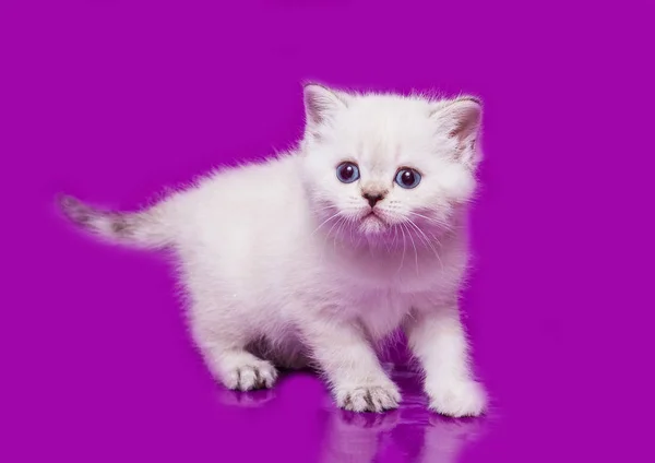 Yavru Kedi Skoç Düz Beyaz — Stok fotoğraf
