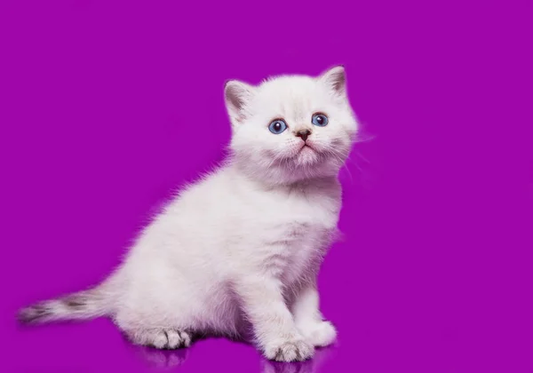 Kotě Skotský Rovný Bílý — Stock fotografie