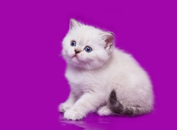 Pequeño Escocés Estrecho Gatito — Foto de Stock