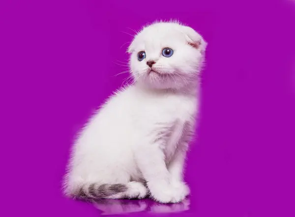 Küçük Yavru Kedi Skoç Fold — Stok fotoğraf