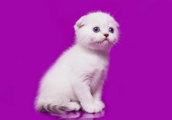 Mały Kotek Szkocki Zwisłouchy — Zdjęcie stockowe