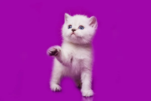 Kitten Scottish Straight Wit — Stockfoto