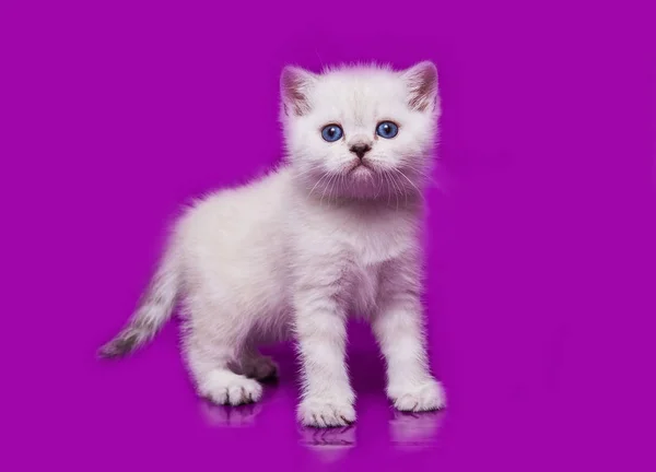 Kitten Scottish Straight Wit — Stockfoto