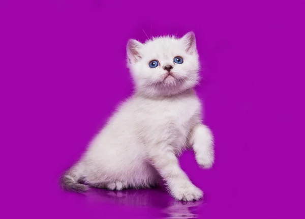 Kitten Scottish Straight Wit — Stockfoto
