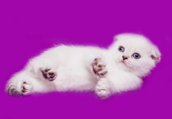 小さな子猫スコティッシュ フォールド — ストック写真