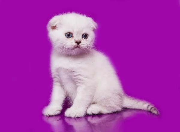 Kleine Kitten Scottish Fold — Stockfoto