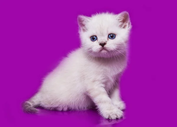 Kotě Skotský Rovný Bílý — Stock fotografie