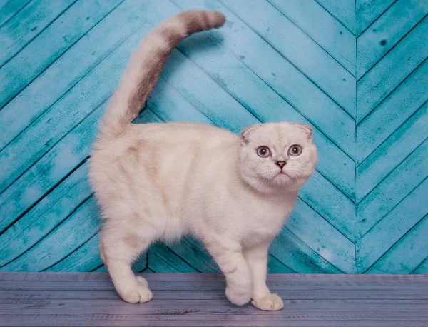 Schottische Faltkatze Auf Monophonischem Hintergrund Stockbild