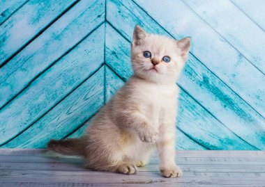 Kedi yavrusu İskoç düz açık renk