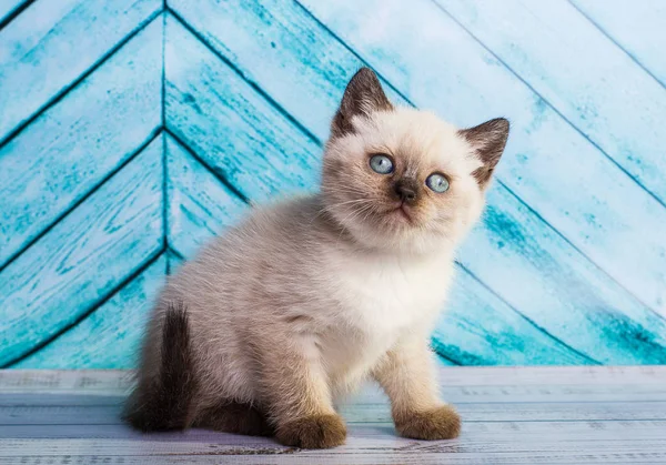 Kedi Yavrusu Skoç Düz Açık Renk — Stok fotoğraf