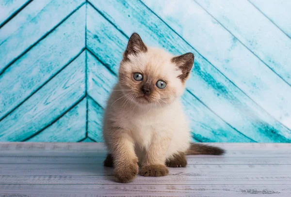 Kitten Scottish Straight Light Color — Stock Photo, Image