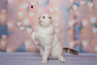 İskoç Fold kedi mavi nokta
