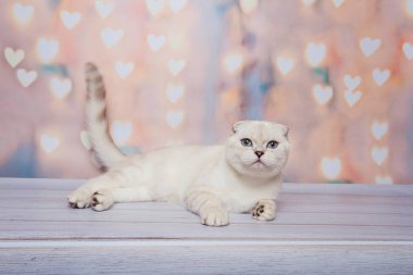 İskoç Fold kedi mavi nokta