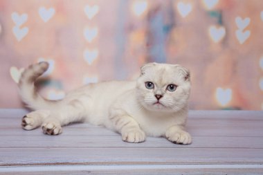 İskoç Fold kedi mavi nokta