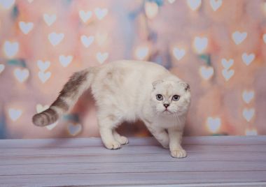 İskoç Fold kedi mavi nokta