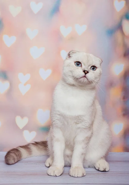 Scottish Fold Kat Blue Point — Stockfoto