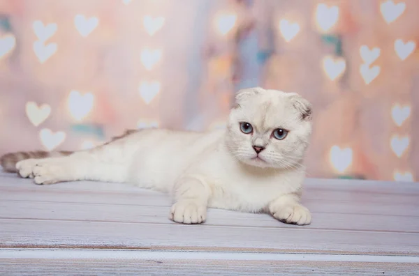 Punto Azul Gato Fold Escocés —  Fotos de Stock