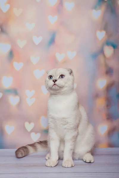 Scottish Fold Kat Blue Point — Stockfoto