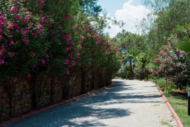 çiçeklerde yaz hindi