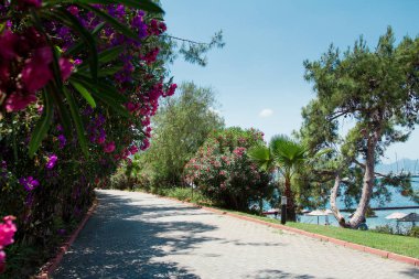 çiçeklerde yaz hindi