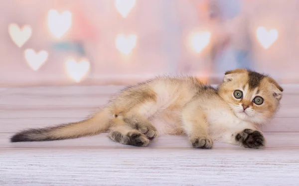 Escocês Dobra Gatinho Jogando Fundo — Fotografia de Stock