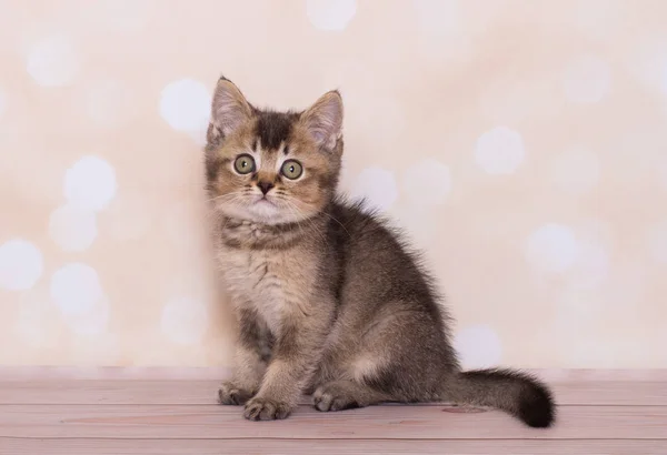 Schots Katje Speelt Een Effen Achtergrond — Stockfoto