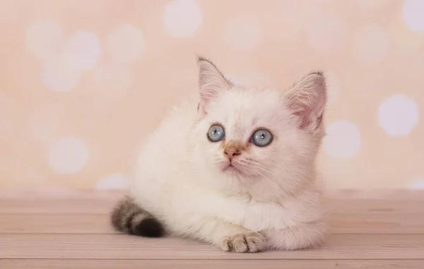 Weiße Schottische Kätzchen Sitzt — Stockfoto