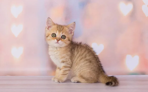 Schottisches Kätzchen Spielt Auf Schlichtem Hintergrund — Stockfoto