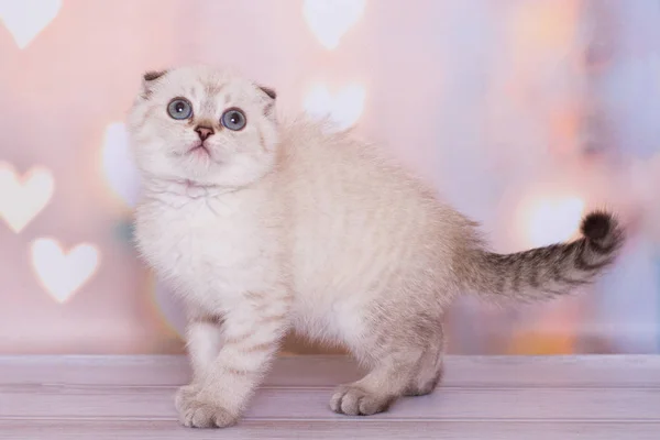 Scottish Fold Kitten Playing Background — ストック写真