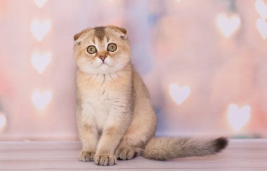 Arka planda oynayan İskoç kedi yavrusu