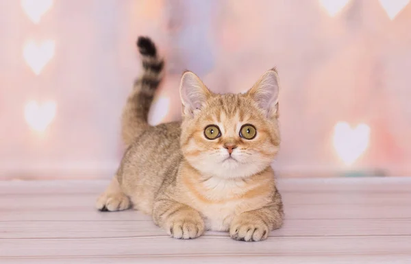 Skotsk Rak Kattunge Bakgrunden Glödande Hjärtan — Stockfoto