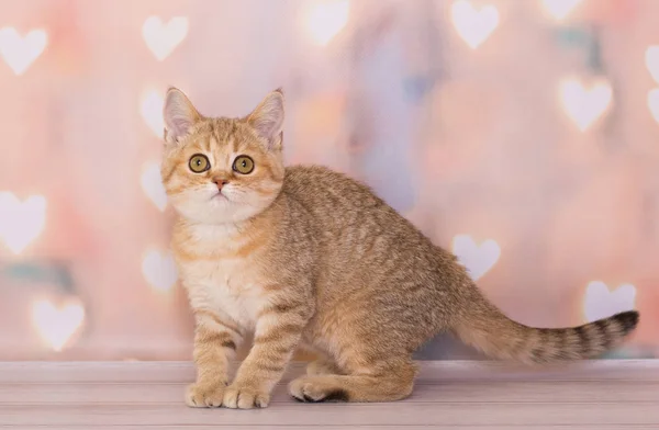 Scottish Straight Kitten Background Glowing Hearts — ストック写真