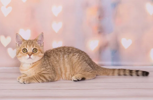 Schottisches Kätzchen Auf Dem Hintergrund Glühender Herzen — Stockfoto