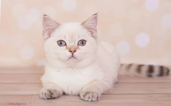 Skotsk Rak Kattunge Bakgrunden Glödande Hjärtan — Stockfoto