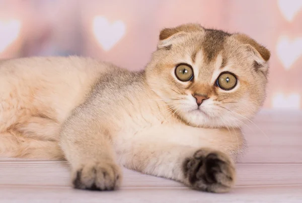 Scottish Fold Γατάκι Παίζει Στο Παρασκήνιο — Φωτογραφία Αρχείου