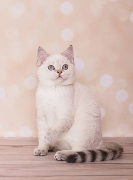 Chaton Droit Écossais Sur Fond Cœurs Lumineux — Photo