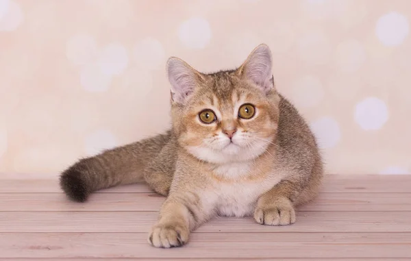 Gatito Hetero Escocés Fondo Corazones Brillantes —  Fotos de Stock