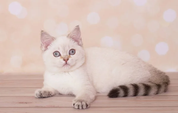 苏格兰纯正的小猫 背景是闪闪发光的心 — 图库照片