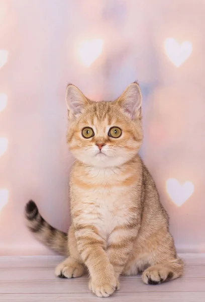 Schottisches Kätzchen Auf Dem Hintergrund Glühender Herzen Stockbild