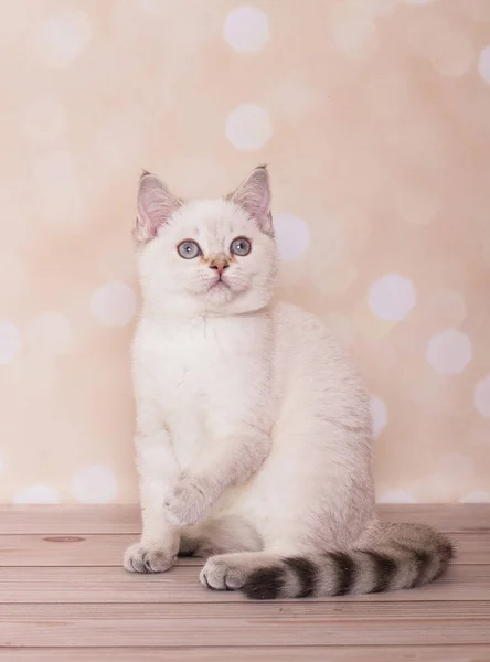 Schottisches Kätzchen Auf Dem Hintergrund Glühender Herzen lizenzfreie Stockbilder