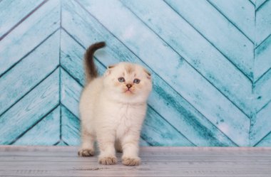 Küçük İskoç kedi yavrusu oynuyor