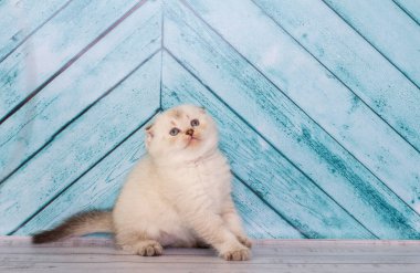 Açık renkli İskoç kedi yavrusu düz bir arkaplanda oynar