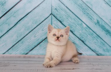 Küçük İskoç kedi yavrusu oynuyor