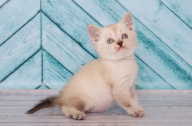 Küçük İskoç kedi yavrusu oynuyor