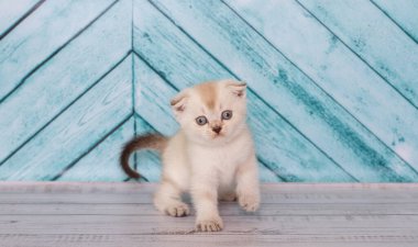 Açık renkli İskoç kedi yavrusu düz bir arkaplanda oynar