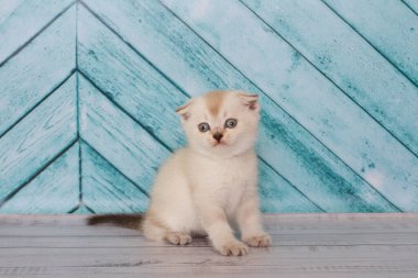 Açık renkli İskoç kedi yavrusu düz bir arkaplanda oynar