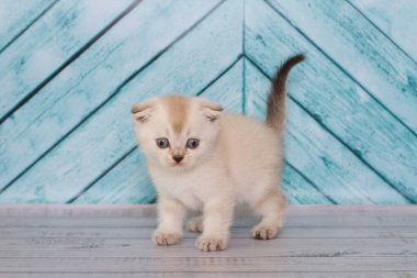 Açık renkli İskoç kedi yavrusu düz bir arkaplanda oynar